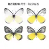 Venta Directa al Por Mayor de Fábrica de Especímenes Reales de Mariposas con Alas Extendidas, Diversos Insectos y Escarabajos, Accesorios para Fotos, Educación Científica, Especímenes Naturales