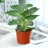 Platino Diamante Planta en Maceta Planta Verde Interior Escritorio Fácil de Cuidar Potos Hidropónico Purificar Aire Perenne Todas las Estaciones