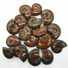 Fóssil de Concha Manchada Natural Concha Fóssil Antigo Espécime Mineral Pedra Bruta Ornamental