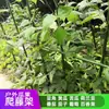 Soporte para Plantas Jardinería Tubo Recubierto de Plástico Poste Trepador para Pepino Tomate Poste Pilar Recubierto de Plástico Poste de Soporte para Plantas
