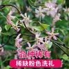 Jasmim Moinho de Vento em Vaso, Trepadeira de Quatro Estações, Hera Italiana, Flor Perfumada para Jardim, Rosa, Amarelo, Branco