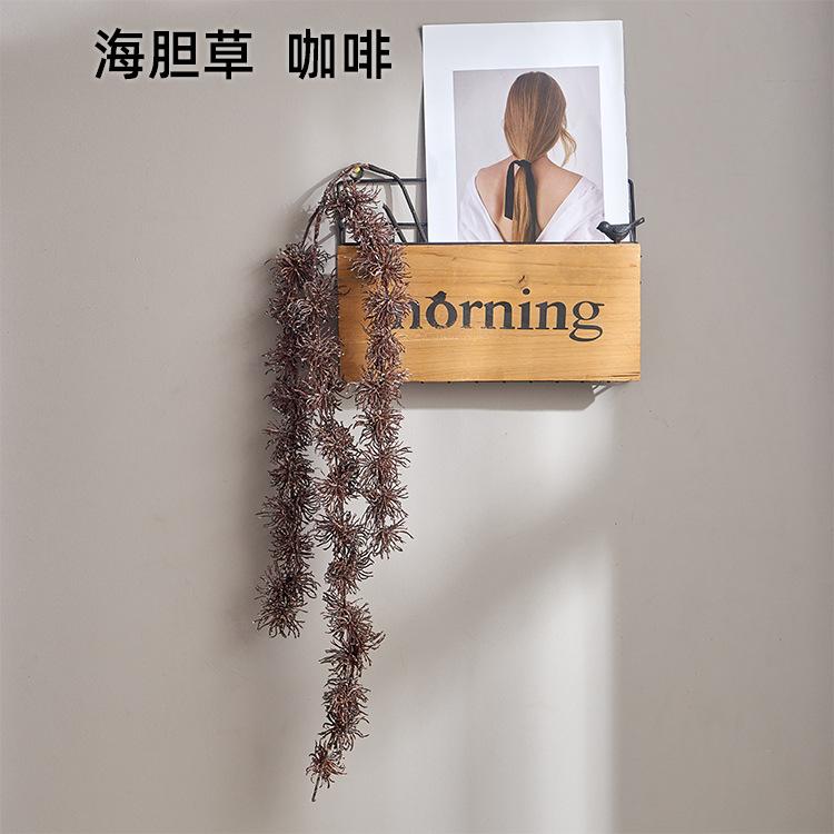 海胆草 咖啡