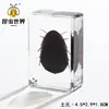 Artesanías de especímenes, insectos reales, escarabajo ciervo, escorpión, escarabajo, araña, regalos de enseñanza de ciencias biológicas, adornos de resina