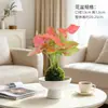 Planta de Musgo Hidropônico Elfo Verde em Vaso Planta de Escritório Criativa Beleza Vermelha Rosa Novidade Fácil de Cuidar Folhas Coloridas Alocasia