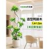 Planta en Maceta Grande de Interior de la Planta Perenne Schefflera Arborvitae para la Sala de Estar, Diseño de Pie