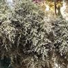 Flores Secas, Ramos de Flores Preservadas, Hierba de Cristal, Hierba del Día de San Valentín, Venta al por mayor de Fábrica de Yunnan, Regalos para el Día de la Madre