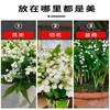 Dropshipping de Plántulas de Flor de Lirio de los Valles, Plantas en Maceta, Ramilletes de Capullos, Bulbos que Florecen en Todas las Estaciones y son Fáciles de Mantener en la Sala de Estar y la Oficina