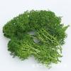 Musgo Eterno Paisagem em Miniatura Colorida Decoração DIY Planta Verde Multicolorida 500g Galho de Veado Pacote de 10g DIY Criativo