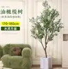 Planta de olivo en maceta para sala de estar interior, esquejes reales, planta grande en maceta, fácil de cuidar, adecuada para inauguración de casa y mudanza