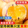 Fruta de Ginseng de Yunnan, Fruta Redonda, Pulpa Amarilla, Fruta Grande, Árbol de Fruta de Ginseng Fresco de Shilin, Fruta Cruda Madura, Caja Completa, Envío Gratis