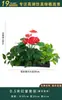Flores Artificiais Plantas Verdes Conjunto de Divisória Decorativa Flores de Plástico e Seda Decoração de Paisagismo Arranjo de Paisagem Exibição de Janela Interna