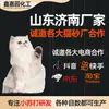 Fabricante de Gránulos de Bicarbonato de Sodio Gránulos Desodorantes Grandes para Arena de Gato Compañero de Arena para Gatos Arena de Gato Desodorante Gránulos Desodorantes de Bicarbonato de Sodio