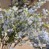 Nuevas flores azules de boda simulación Sauce de nieve campanilla de invierno blanco boda suave Camino principal sesión de fotos flores falsas al por mayor