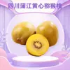 Kiwi de polpa amarela de Pujiang, Sichuan, drop-shipping disponível, 6/12 unidades, fruta dourada suculenta da estação, fruta fresca