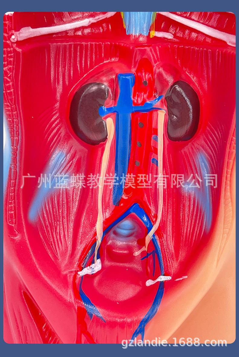 26cm躯干_15