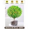 Dropshipping Perfume Flor de Milán Planta Verde en Maceta Planta de Flor de Interior Sala de Estar Balcón Planta de Floración de Cuatro Estaciones Jazmín