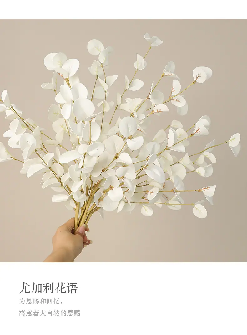 欣荣PE36片叶尤加利_06.jpg