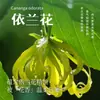Champú con Fragancia de Aceite Esencial de Ylang Ylang Lufei, Control de Grasa, Voluminizador, Limpieza Profunda, Fragancia Duradera, Gel de Baño de Ylang Ylang