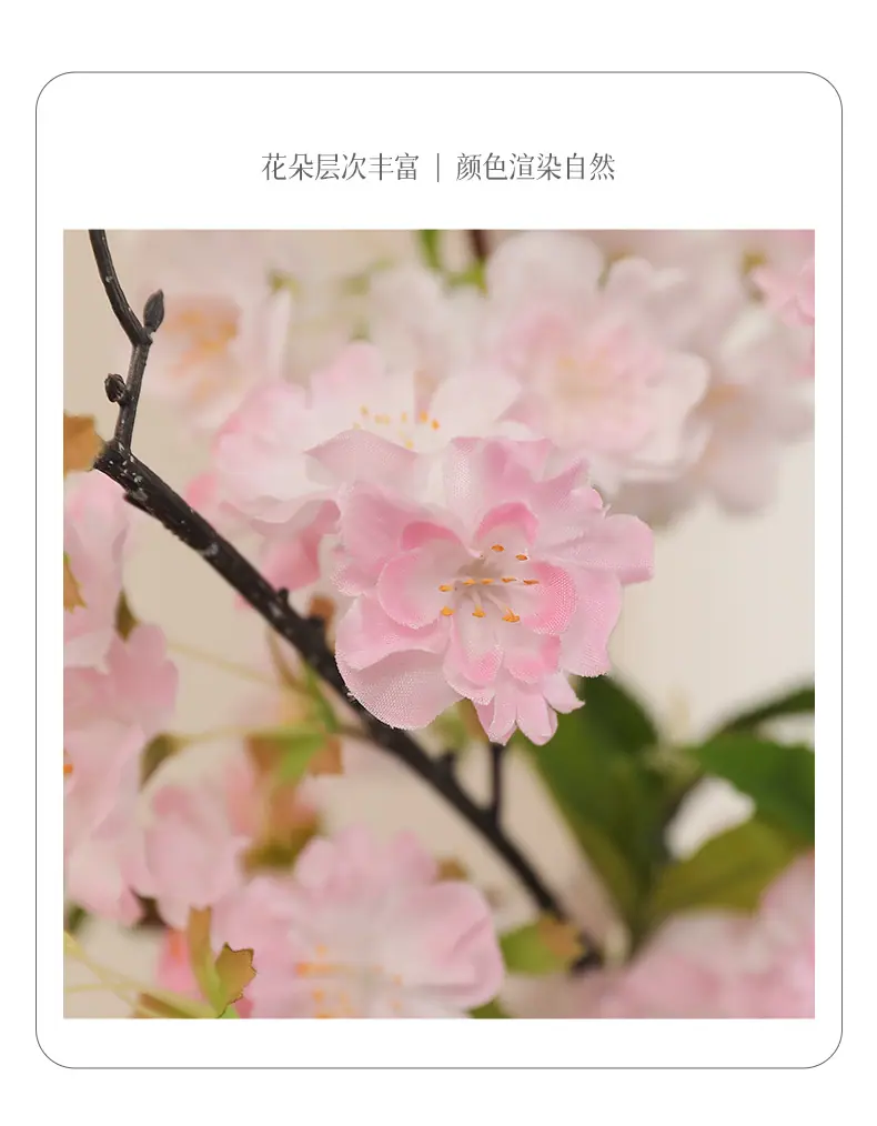 单枝小号好韵樱花-少花_08.jpg
