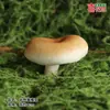 Modelo de Hongo Hongo Silvestre de Yunnan Espécimen Falso Adorno Decoración Escena Montaje Accesorios para Disparar Matsutake