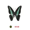 Especímenes Tridimensionales de Mariposas e Insectos Reales para la Educación Científica Infantil en Jardines de Infancia, con Alas Extendidas, Diseño de Estilo Fotográfico 1