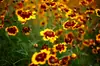 180 Variedades de Sementes de Flores Não Repetitivas, Fáceis de Cultivar em Todas as Estações, Podem Afastar Mosquitos, Adequadas para Varandas Internas e Externas, Distribuição Transfronteiriça