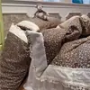 Conjunto de saia de cama de quatro peças com babados de renda estilo francês vintage, algodão puro lavado ultrassuave, conjunto de três peças para dormitórios estudantis