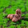 Transfronteiriço Novo Produto Lagarta Artificial Inseto Pequeno Animal Micro Paisagismo DIY Decoração Acessórios Mini Pequenos Enfeites
