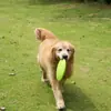 Frisbee para Perro Resistente a Mordidas Borde Pastoral Golden Retriever Labrador Juguete de Entrenamiento para Perros