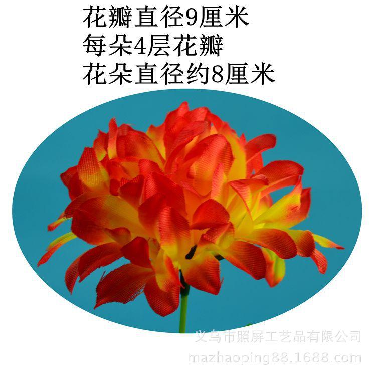 12头爪菊详情3