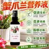 Fertilizante Especial de Solución Nutritiva para Cactus de Navidad Planta de Interior en Maceta Floración Brotes Florales Fertilizante Especial para Floración de Cactus de Navidad Solución Nutritiva