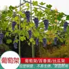 Estrutura de Treliça para Uvas Estrutura de Escalada Pátio Jardim Externo Rack de Escalada para Videiras Suporte Fixo para Plantas com Flores Externas