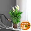 Las Plantas de Palma Blanca en Maceta Tienen un Viaje Tranquilo, las Plantas Hidropónicas Son Fáciles de Cultivar en Interiores, Florales, Potos, Plantas Verdes, Anturios Cultivados en Agua Florecen en Todas las Estaciones
