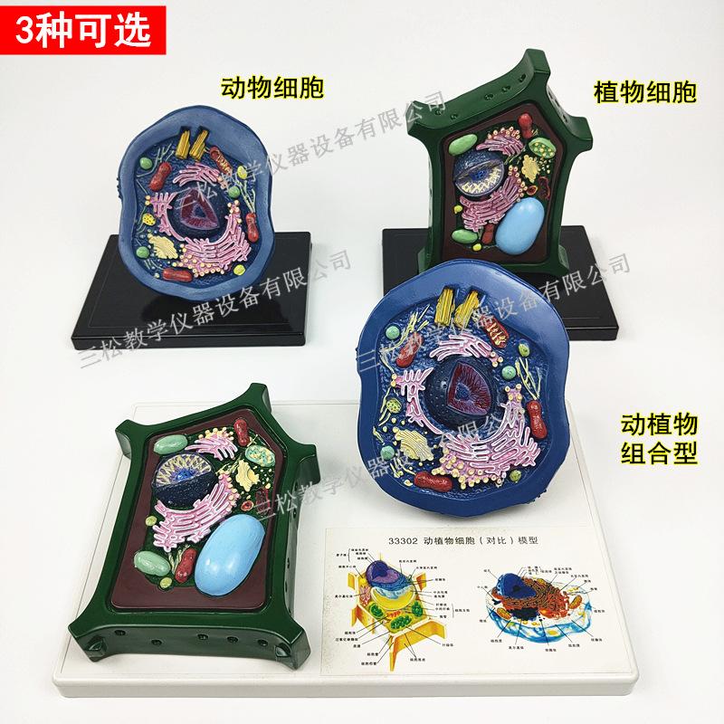 动植物细胞对比模型4_副本