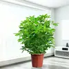 Planta de Vaso Grande, Estilo de Luxo, da Planta Madeira Pé de Pato, Planta Verde de Chão para Interior que Purifica o Ar