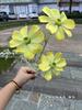 Nova simulação cosmos comércio exterior fábrica 3 flocagem gesang flor casamento estrada chumbo flores falsas atacado peça inteira