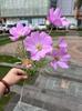 Comercio exterior nueva fábrica de crisantemo persa 6 Princesa crisantemo persa flocado Varilla Blanco amarillo boda decoración suave flor artificial al por mayor