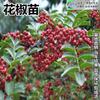 Dropshipping Plántulas de Pimienta de Ratán Hanyuan Auténticas de Sichuan Plántulas de Pimiento Verde Pimienta sin Espinas Pimiento Verde Dahongpao Comida