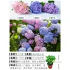 Mudas de Hortênsia Dobrada em Vasos Tronco Velho Endless Summer Mudas Grandes com Botões Florais Florescendo o Ano Todo Plantas Floríferas para Interior e Exterior