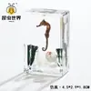 Artesanías de especímenes, insectos reales, escarabajo ciervo, escorpión, escarabajo, araña, regalos de enseñanza de ciencias biológicas, adornos de resina