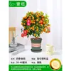 Mudas Pequenas de Limão Laranja Verde de Hainan Mudas de Semente de Limão Kumquat Em Vasos Sala de Estar Interna Varanda Árvore Frutífera Mudas de Frutas o Ano Todo