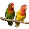 Ovos de papagaio peônia ovos fertilizados ovos semente ovos de pássaro podem ser incubados artificialmente ovos fertilizados para animais de estimação