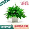 Rabanete Verde Plantado em Vaso para Interior, Planta Fácil de Cuidar que Absorve Formaldeído, Purifica o Ar, Planta Hidropônica, Planta Verde, Flor, Lote de Cesta Verde, Metabo