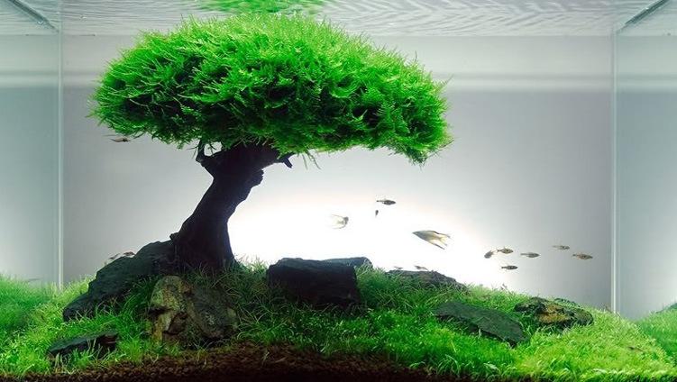 造景示例5