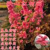 Dropshipping de plantones de azalea de doble temporada que florecen el mismo año, plantones de rododendro plantados en el sur y el norte, resistentes al frío y a las heladas.
