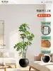 Plantas Verdes Artificiais de Alta Qualidade para Decoração de Sala de Estar, Planta Realista Falsa de Figueira-da-Índia Preta para Decoração de Sala de Transmissão ao Vivo