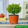 Bonsai Nan Vermelho Folha Pequena Árvore Tronco Velho Planta de Vaso Interna Flor Escritório Madeira Nan Dourada Desktop Pequena Planta Verde