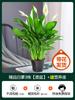 Venta al por mayor de Lirios de la Paz Blancos en Maceta, Plantas Hidropónicas para Uso en Oficina, Flores, Plantas Verdes, Potos y Anturios