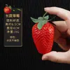 Coleção de Modelos de Frutas Plástico Maçãs Falsas Fotografia Infantil Props para Ensino Audiovisual Janela de Casa Exibição Decorações Macias