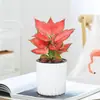 Planta en Maceta Roja de la Suerte Reina Ruyi para Oficina, Planta Verde Pequeña que Absorbe Formaldehído, Planta Hidropónica Fácil de Cuidar para Personas Perezosas, Fácil de Cultivar y Sobrevivir
